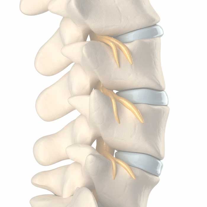 Columna Vertebral